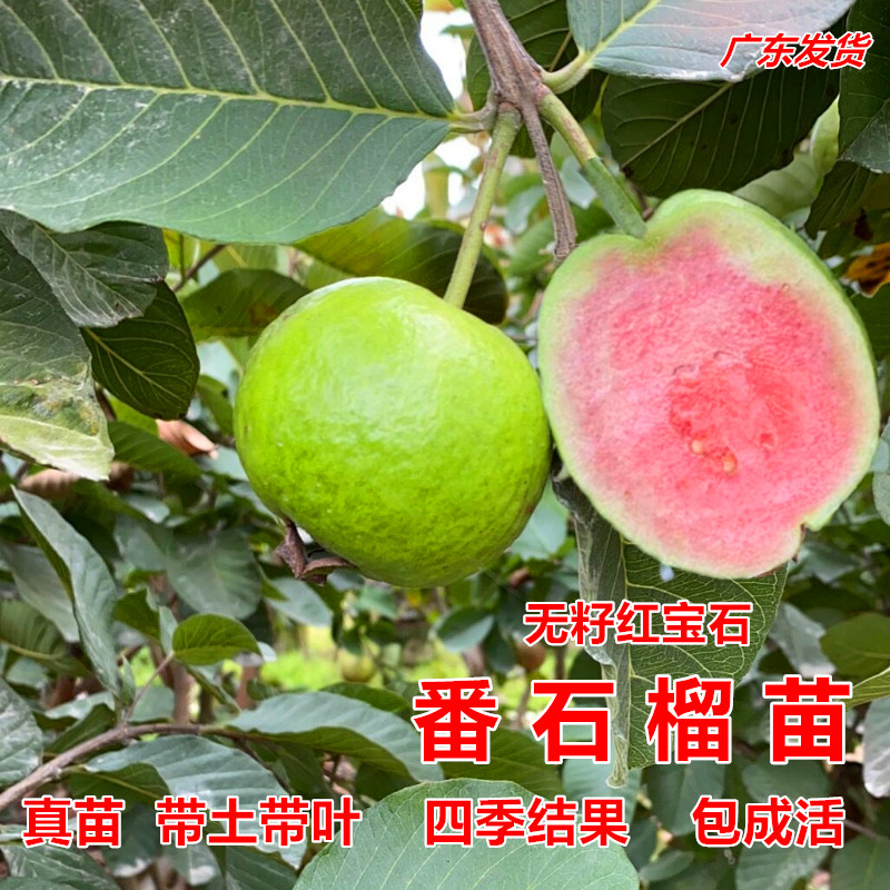 台湾四季珍珠番石榴果苗红心芭乐番石榴树苗无籽红宝石苗当年结果