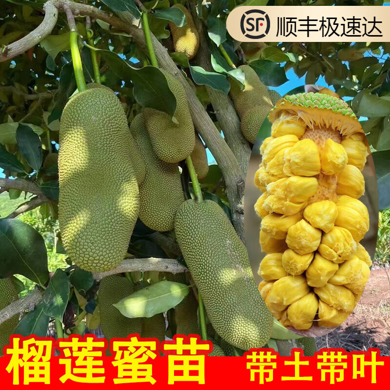 海南新品种榴莲菠萝蜜树苗榴莲蜜嫁接苗庭院地栽种植带土带叶