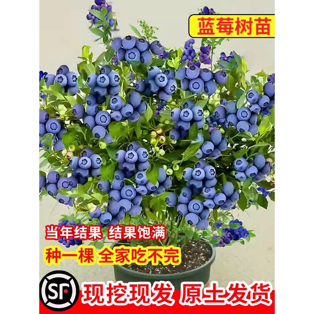 蓝莓树果苗特大号庭院果树南方北方种植盆栽地栽当年结果蓝莓树苗