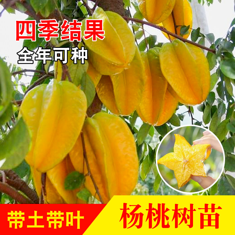 蜜丝杨桃苗 甜杨桃多季杨桃大果杨桃 庭院植物行道树木嫁接果树苗