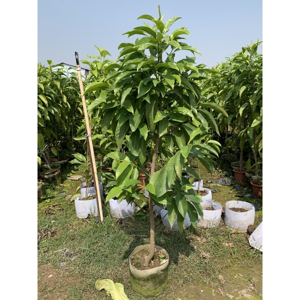 四季种植浓香白兰花盆栽地栽玉兰老桩黄角兰树苗室内外阳台庭院