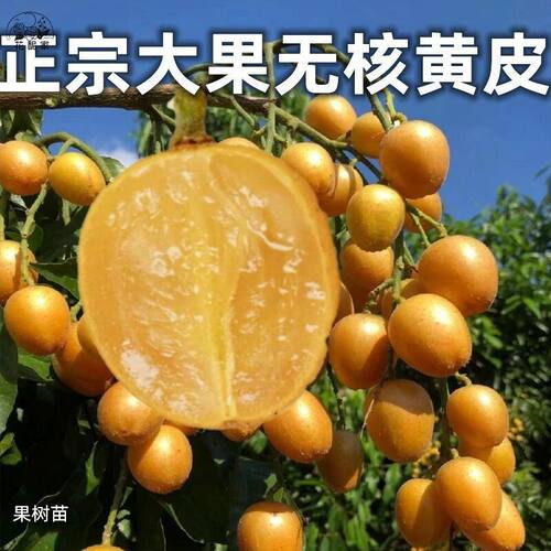 无核黄皮嫁接苗大果黄皮无籽纯甜贵妃鸡心郁南黑黄皮带土带叶