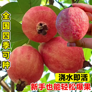 胭脂红番石榴树果苗广东本地红宝石芭乐树苗红心南北方种四季大全