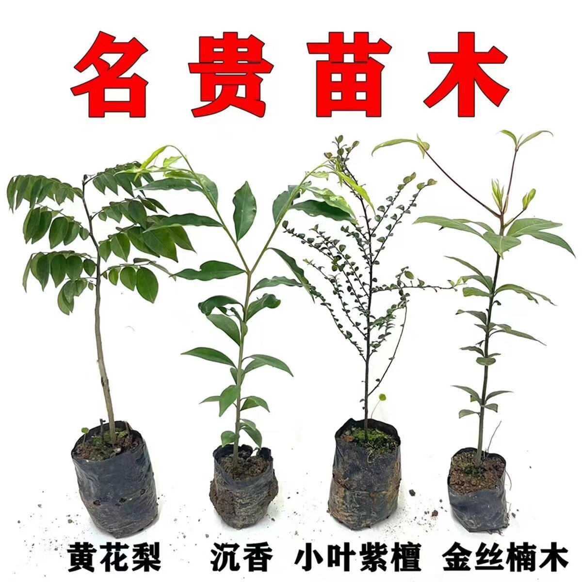 名贵苗木正宗奇楠沉香树苗小叶紫檀 金丝楠木树苗 海南黄花梨树苗
