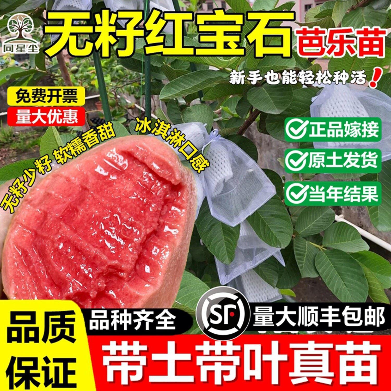 台湾红心芭乐嫁接番石榴树苗红宝石胭脂红盆栽地栽南北方当年结果