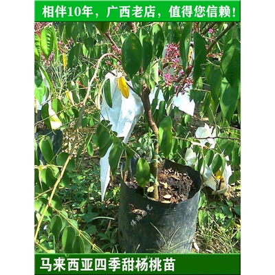 广西酸甜杨桃苗马来西亚台湾甜杨桃树苗红杨桃阳台盆裁嫁接果树苗