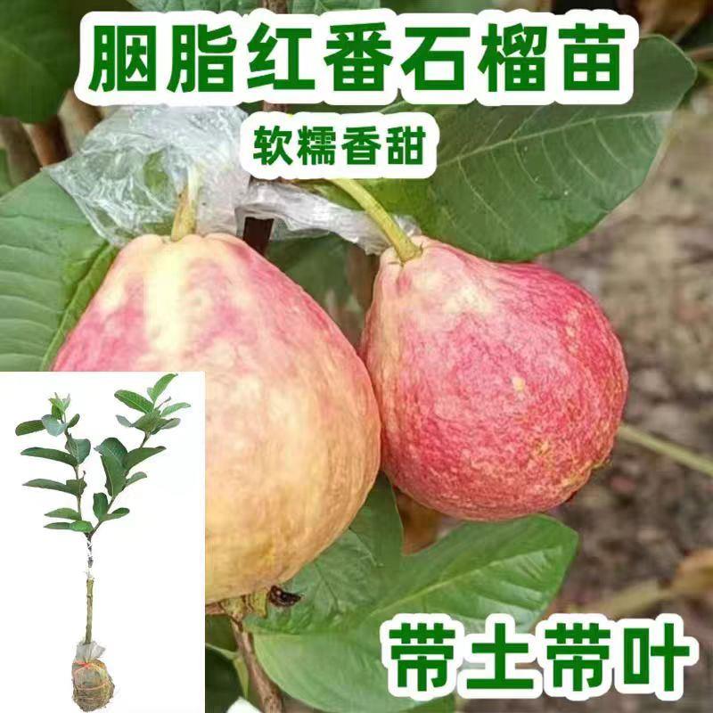 胭脂红番石榴树苗四季结果嫁接苗红心芭乐番石榴果树盆栽带土