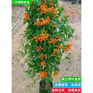 炮仗花苗爬藤植物 四季鞭炮花苗大苗花苗攀援花卉红爆竹花围墙花