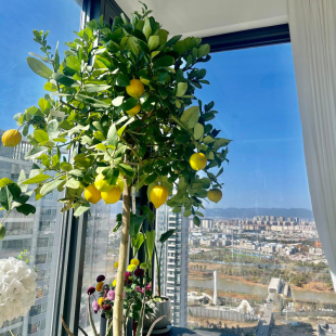 【带花果】柠檬树盆栽客厅绿植广东/台湾无籽香水柠檬树树苗果苗