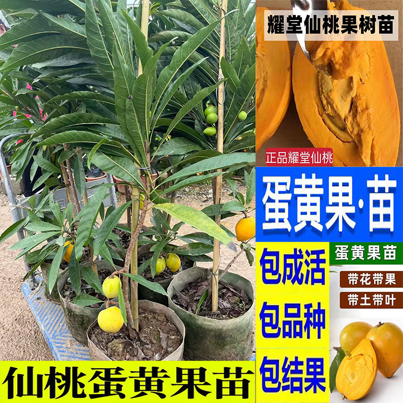 抗寒罗斯鸡蛋果树苗当年结果南北方种植盆栽地栽庭院耀堂仙桃果树