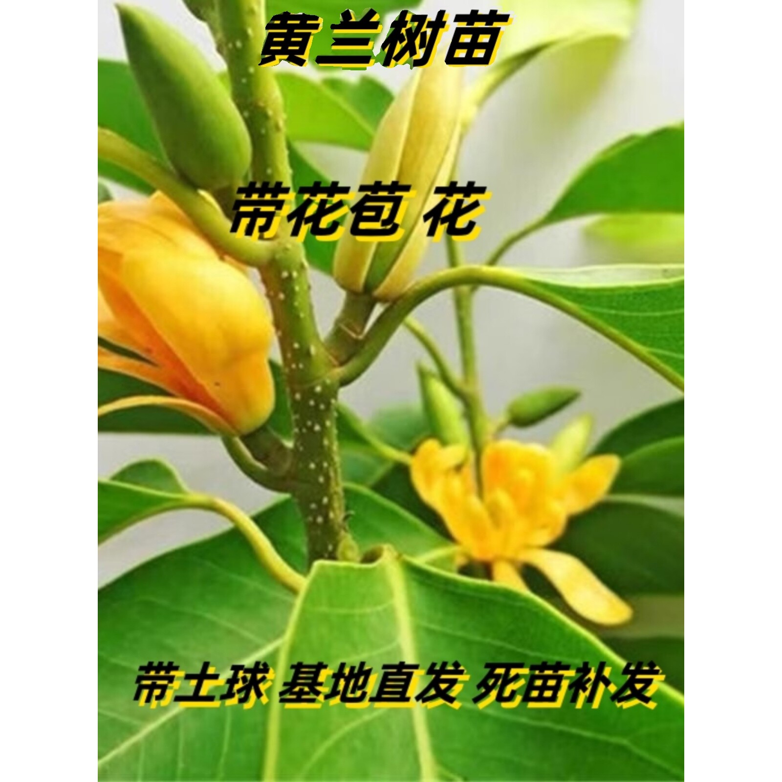 白兰花盆栽玉兰花树苗带花苞黄角兰室内庭院浓香花卉植物