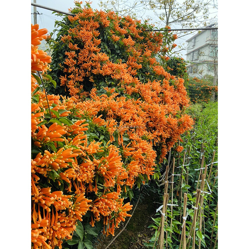炮仗花苗爬藤植物鞭炮花四季可种常绿阳台庭院垂吊攀援花卉藤本花