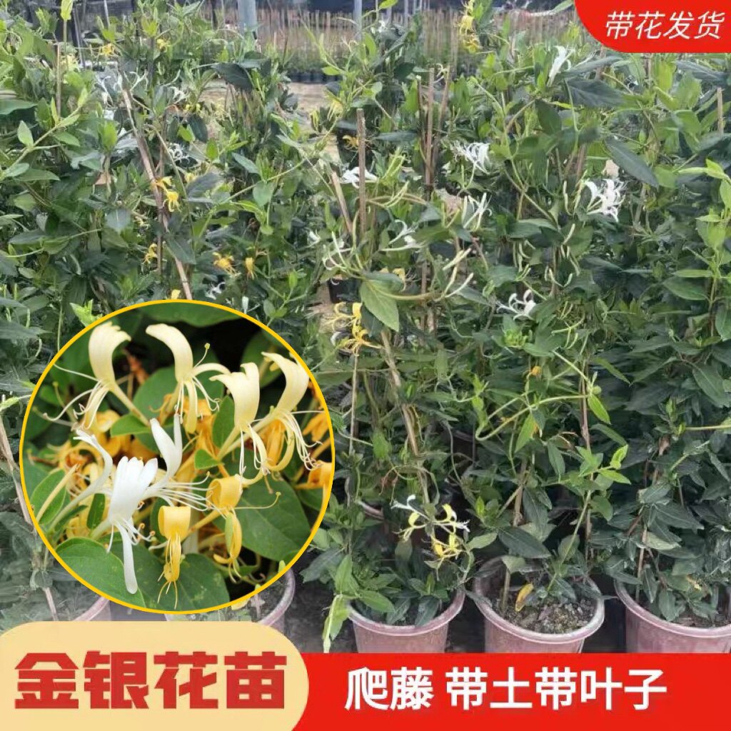 金银花树苗黄白金银花苗带花可食用药材庭院种植盆栽地栽爬藤植物