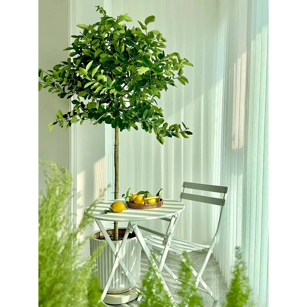 【精品】香水柠檬树盆栽大型室内绿植客厅阳台带果可食用柠檬茶