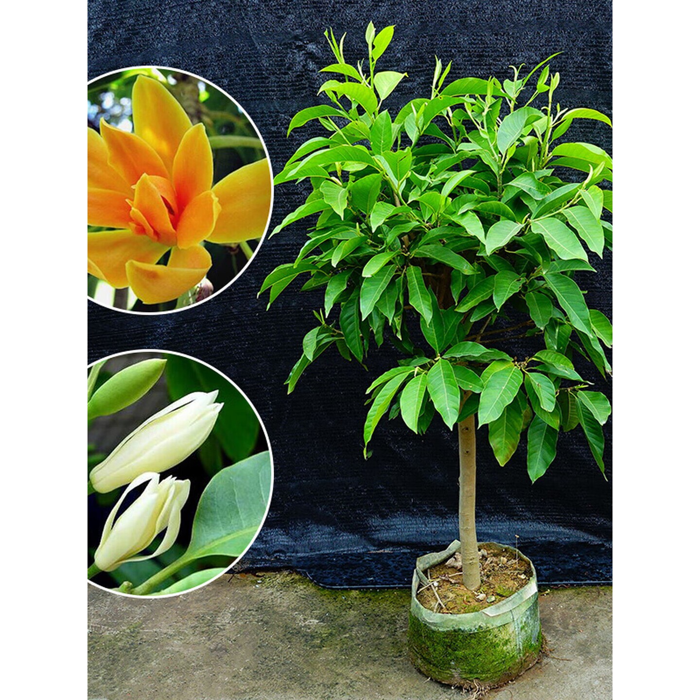 白兰花盆栽室内浓香型四季好养植物嫁接玉兰苗树苗庭院花卉黄角兰