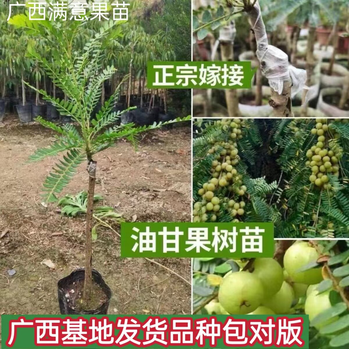 油甘果苗潮汕嫁接崩坎狮头柿饼甜种油甘苗云南滇橄榄树苗四季结果