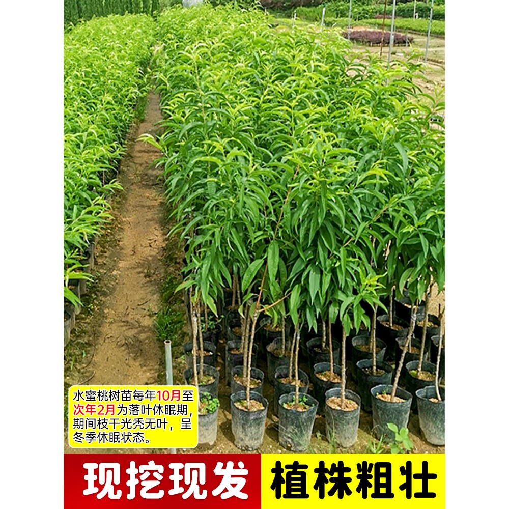 高产水蜜桃树苗嫁接高产桃子树苗当年结果南方北方种植桃树果树苗