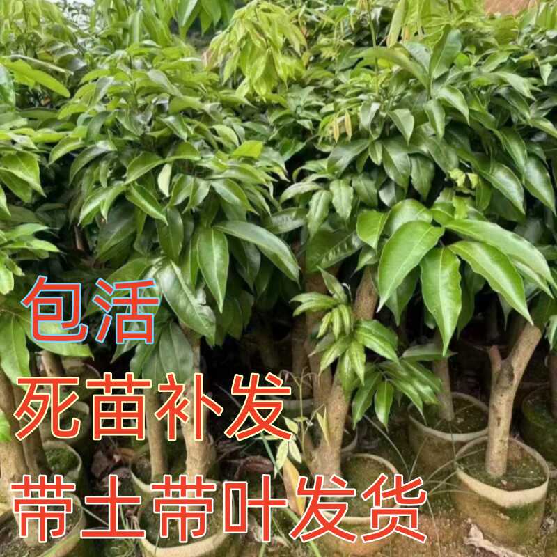 高压荔枝苗树桩圈枝大苗妃子笑桂味白糖罂仙进奉冰荔无核当年结果