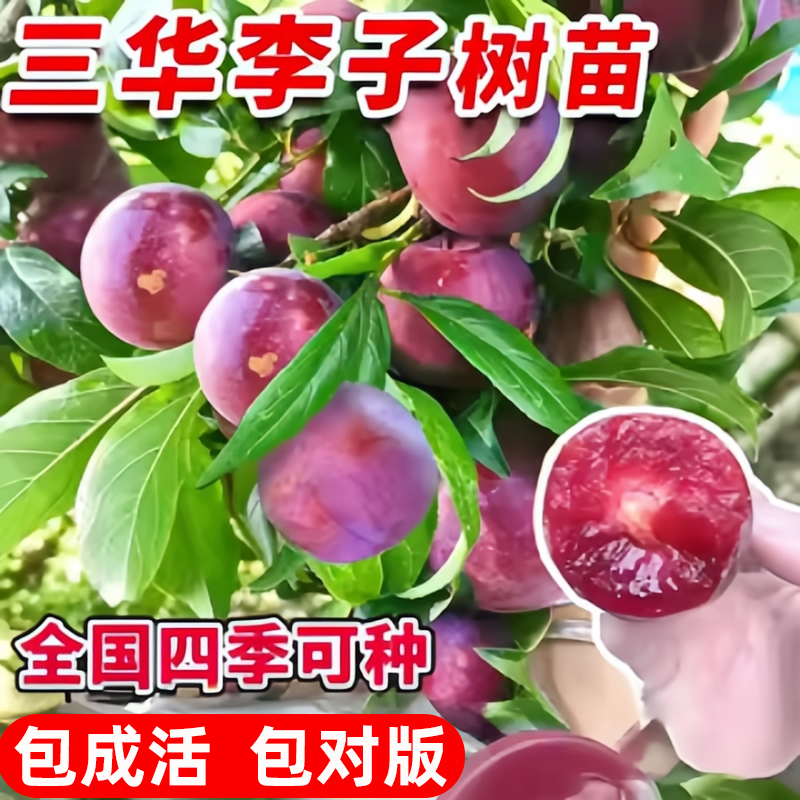 钱排银妃三华李树苗李果树苗三月红心李早熟中熟迟熟盆栽苗嫁接