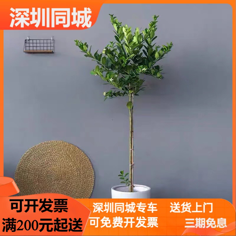 深圳同城 柠檬树盆栽 香水柠檬树棒棒糖造型北欧风格绿植