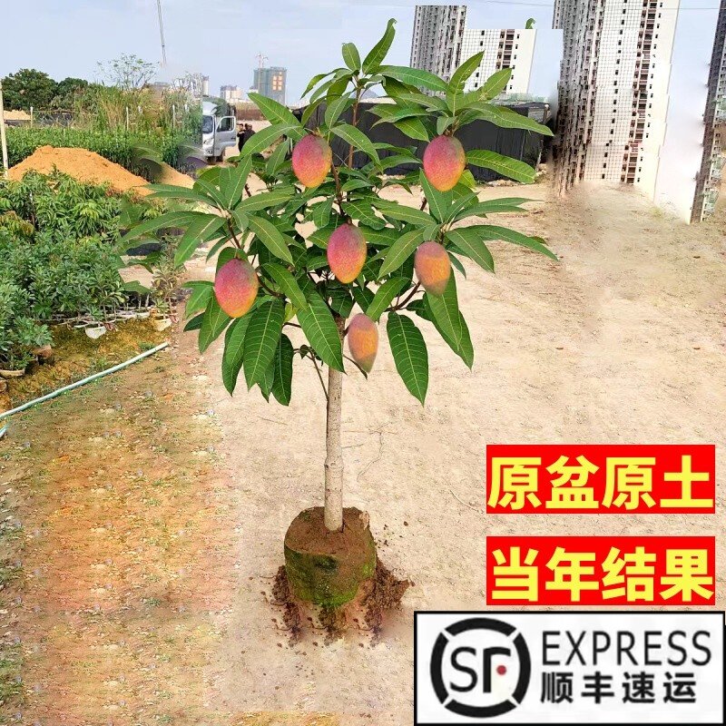 芒果苗树嫁接金煌芒四季芒果树苗红贵妃当年结果庭院阳台盆栽好养