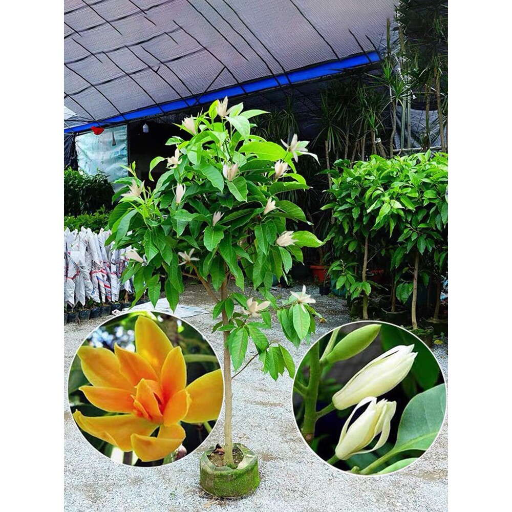 白兰花盆栽老桩玉兰花树苗黄角兰带花苞室内庭院浓香型庭院开花卉