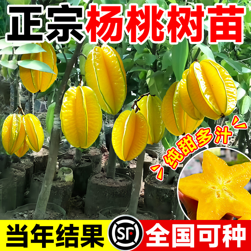 杨桃树果苗四季甜阳桃黄桃树树苗车厘子盆栽南方北方种植果树果苗