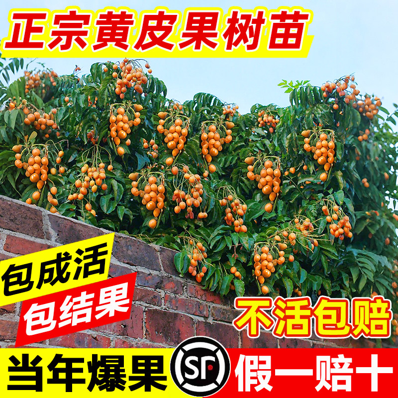 正宗广西鸡心黄皮果树果苗纯甜大苗带土带叶种植南方盆栽庭院地栽