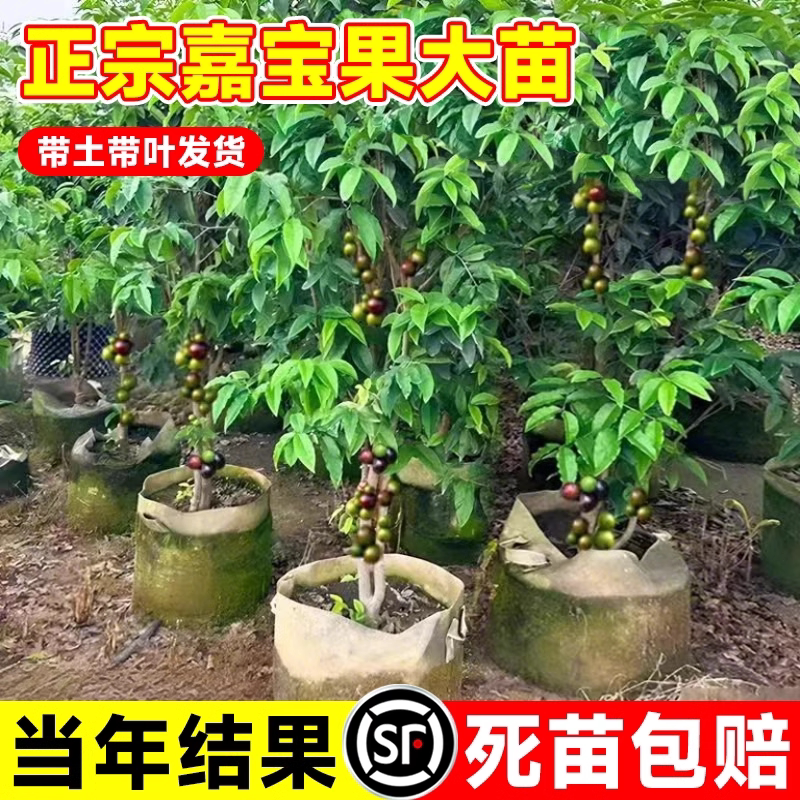 正宗四季嘉宝果苗树树葡萄沙巴艾斯卡果树南北方盆栽阳台庭院种植