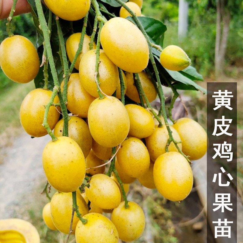 嫁接浓甜大果无核冰糖鸡心黄皮果苗盆栽地栽南方种植水果树苗带土