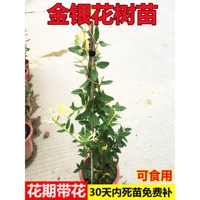 金银花苗黄白金银花树苗爬藤老桩植物可食用庭院开花盆栽庭院鸳鸯