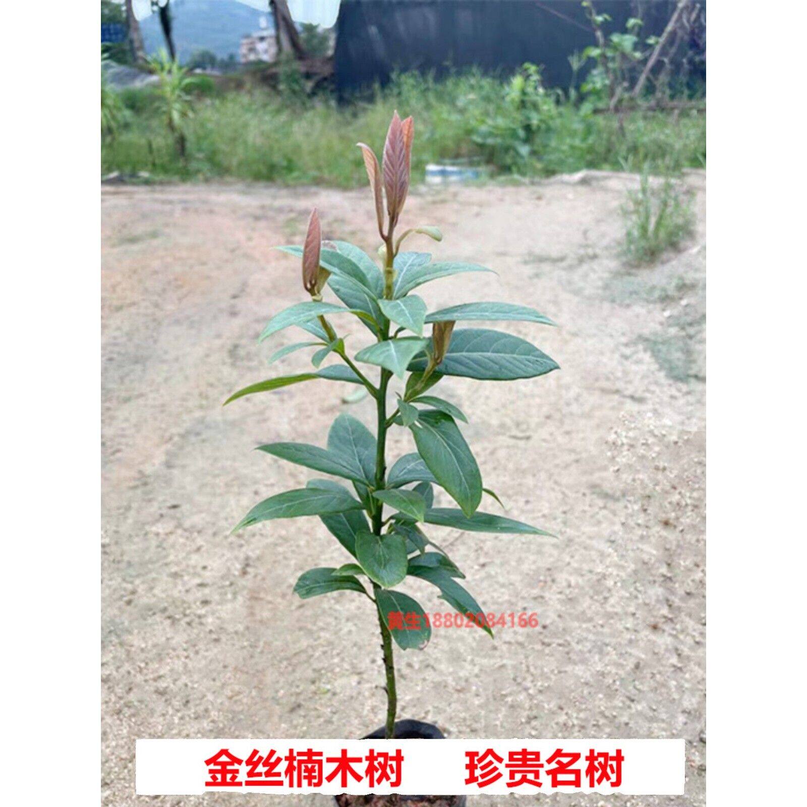 金丝楠木树苗沉香树苗小叶紫檀树海南黄花梨名贵苗木奇楠沉香大树