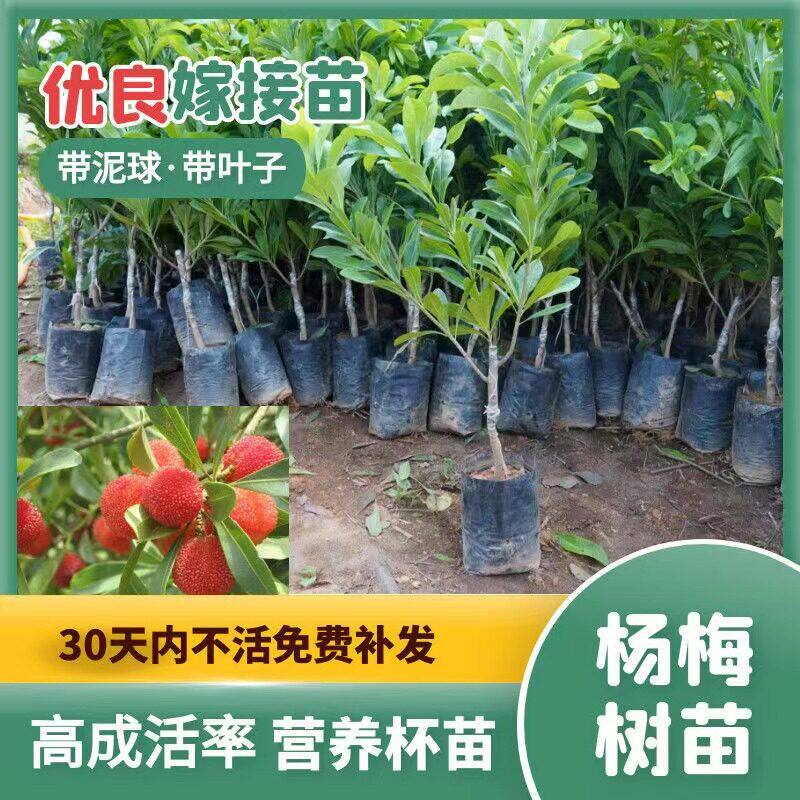 仙居东魁杨梅树树苗带土正宗嫁接水晶东槐扬梅苖盆栽特大果树果苗