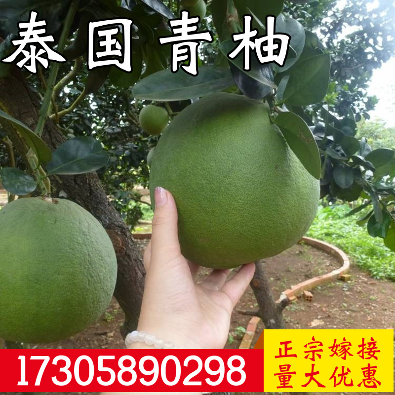 正宗泰国红宝石青柚树苗嫁接柚子苗南方盆栽地栽种植大苗当年结果