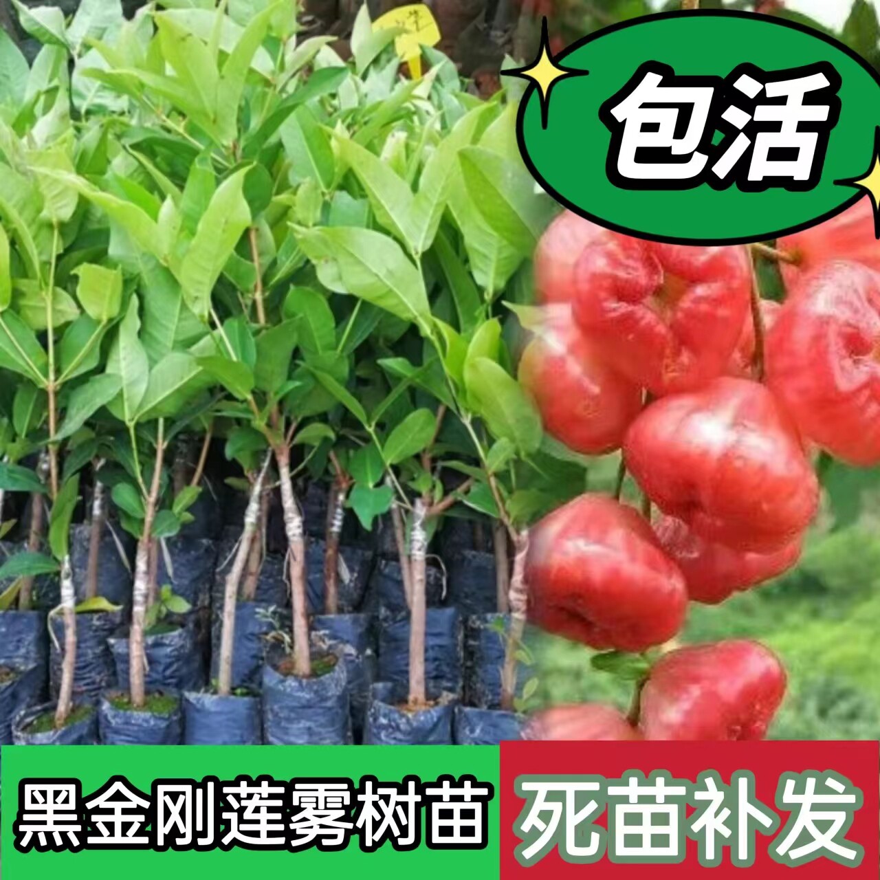 黑金刚莲雾树苗黑糖芭比台湾嫁接四季新品种南方果树庭院地栽带叶