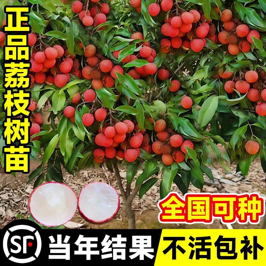 荔枝王树苗嫁接观音绿观音绿马贵荔枝苗果树苗树当年结果南方种植