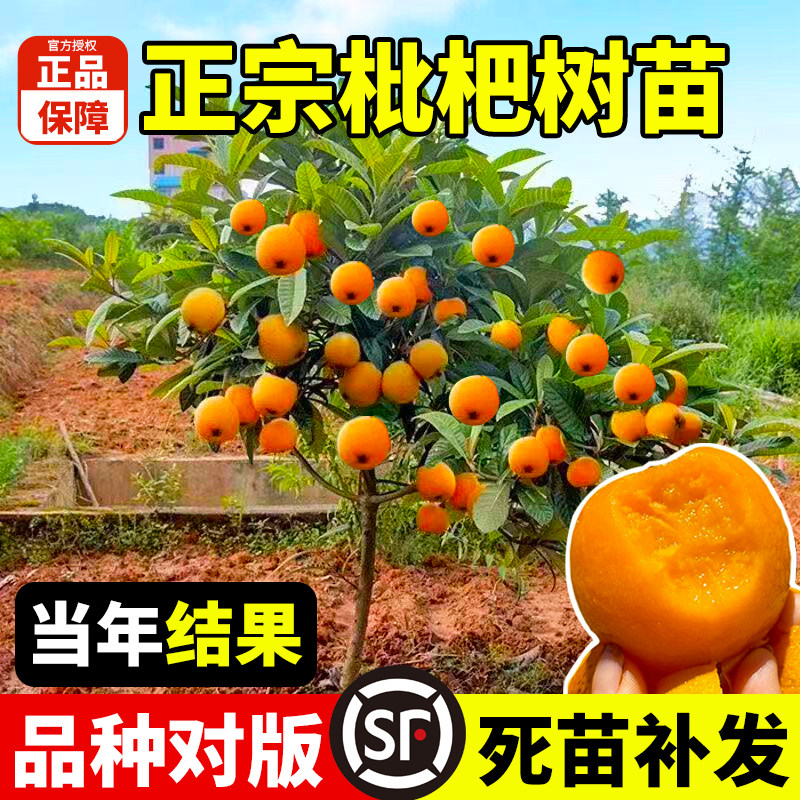 枇杷树苗无核砂糖枇杷苗嫁接无核枇杷树盆栽特大庭院种植当年结果