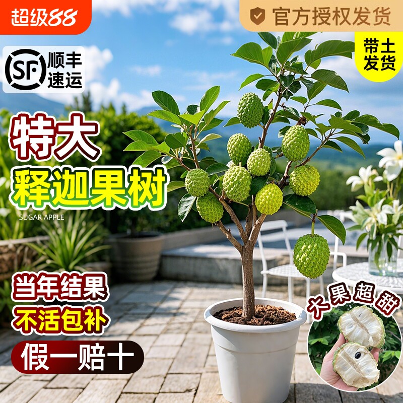 释迦果苗树带果凤梨奶油黄龙嫁接果树果苗庭院南方种植盆栽地栽苗