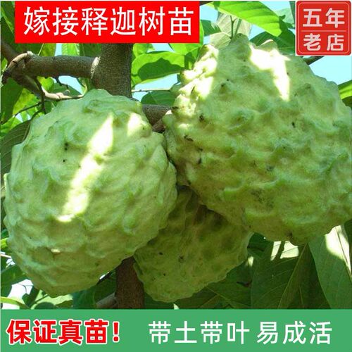台湾凤梨释迦果树特大番荔枝嫁接苗榴莲释迦果苗南方种植带土带叶