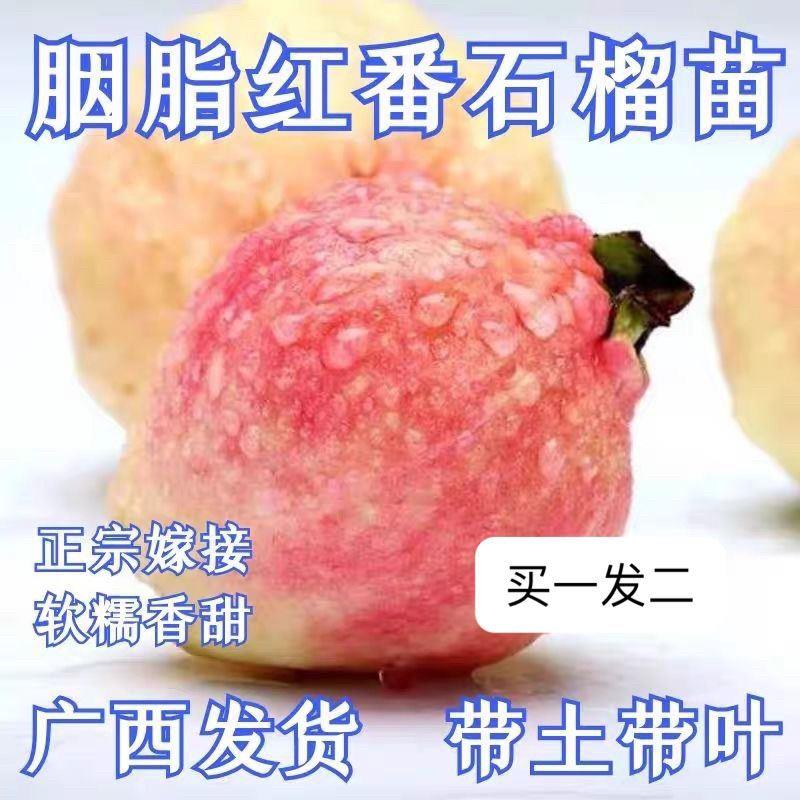 番石榴树苗无籽胭脂红鸡屎果红宝石四季结果嫁接盆栽地栽南北种