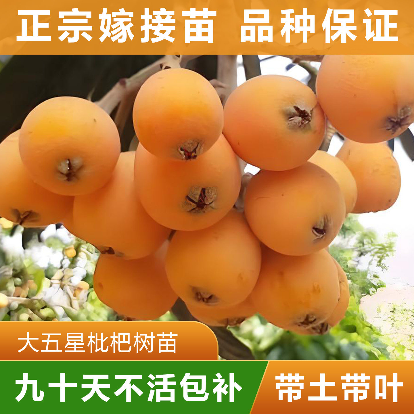 大五星树苗大果枇杷树苗正宗嫁接苗可盘栽地栽 原杯原土带叶发货