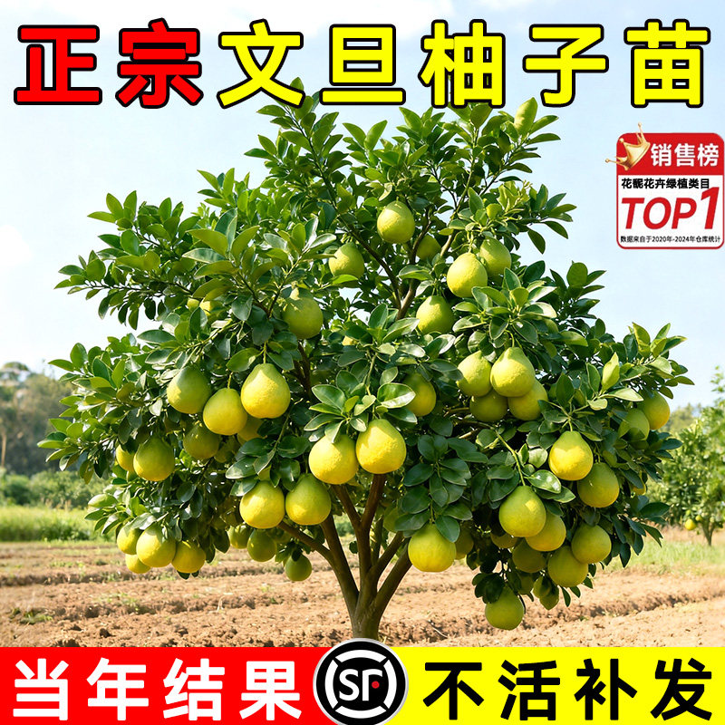 文旦柚子树苗南北方种植庭院耐寒蜜柚大树盆栽嫁接当年结果