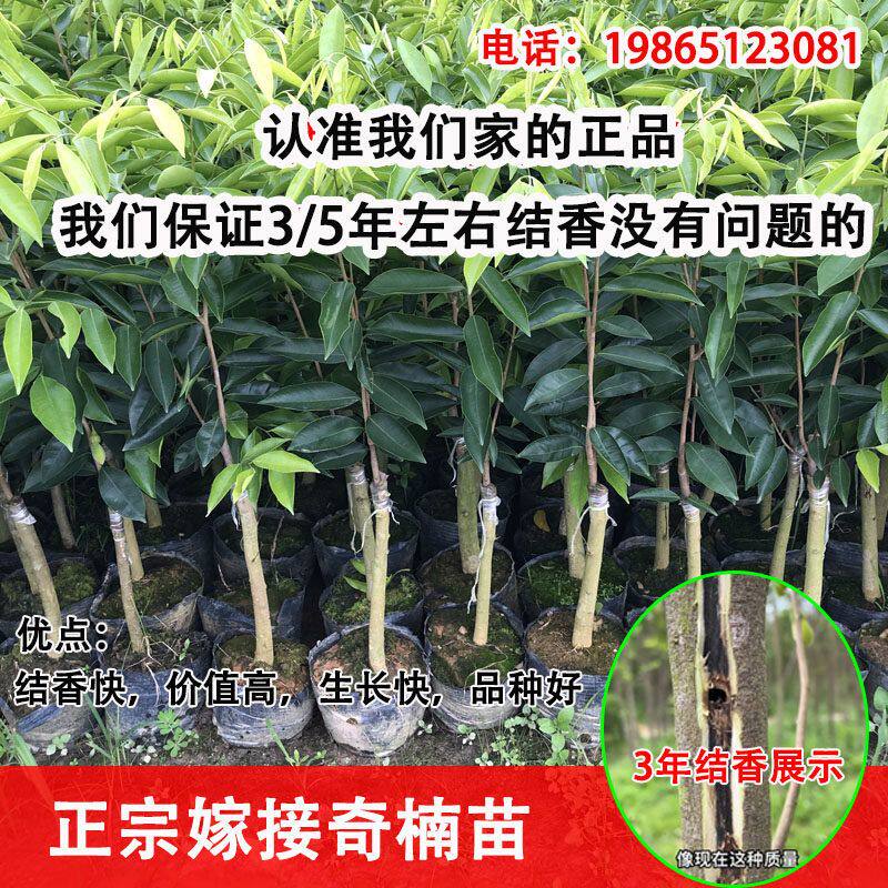 正宗嫁接奇楠苗沉香树苗母树一代30CM香霸树心油棋楠苗原土原杯发