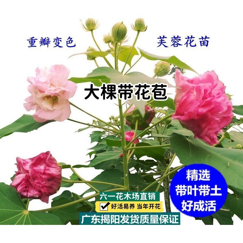当年开花盆栽重瓣醉芙蓉花苗 木芙蓉 三醉芙蓉变色耐寒室内外绿化