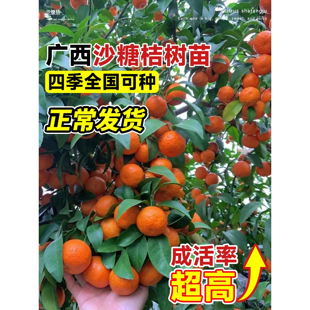 沙糖桔树苗地栽盆栽南方北方种植橘子树苗柑桔果树果苗嫁接砂糖橘