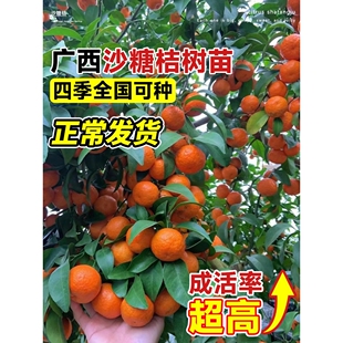沙糖桔树苗地栽盆栽南方北方种植橘子树苗柑桔果树果苗嫁接砂糖橘