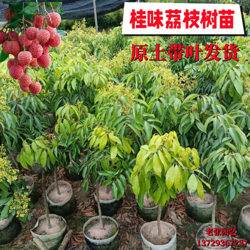 桂味荔枝嫁接苗果树南方种植水果苗盆栽地栽小核细核带土带叶广东