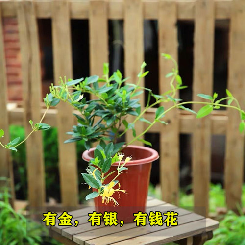 可食用金银花树苗盆栽白红金银花苗攀援绿植庭院爬藤植物