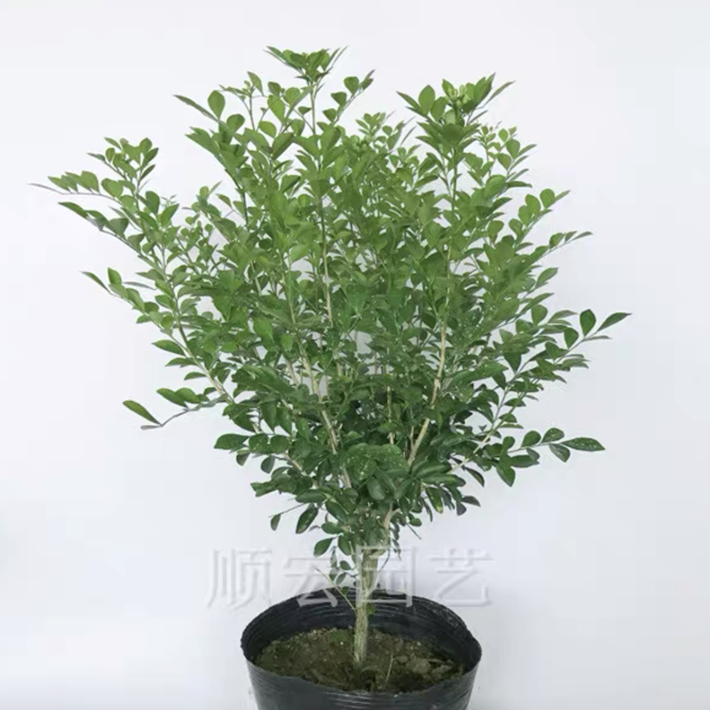 绿植盆栽七里香九里香苗 绿叶瑞香花开花香气袭人驱蚊植物