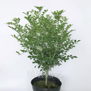 绿植盆栽七里香九里香苗 绿叶瑞香花开花香气袭人驱蚊植物